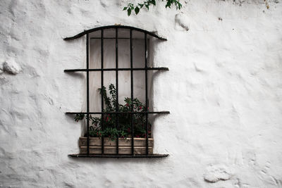 Potted plants by window