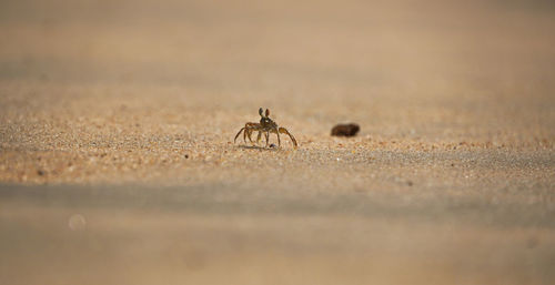 Close-up of insect on land