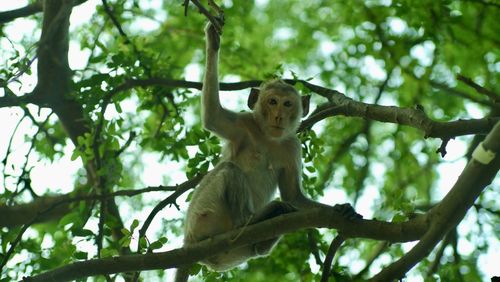 Low angle view of monkey on tree