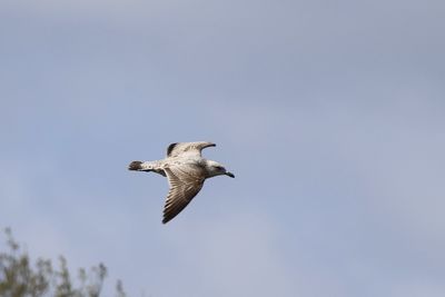 Low angle view of seagull flying in sky