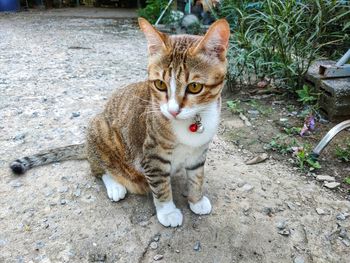 Portrait of cat sitting outdoors