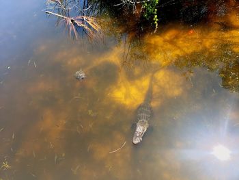 Alligator swimming in lake 