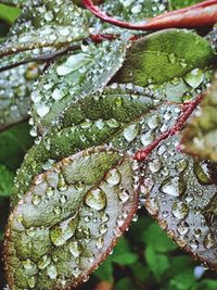 Close-up of dew drops on leaves