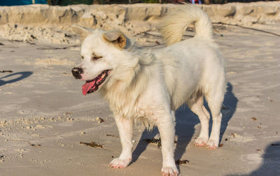 A white dog on a white beach