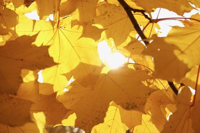 Close-up of yellow maple leaves on tree