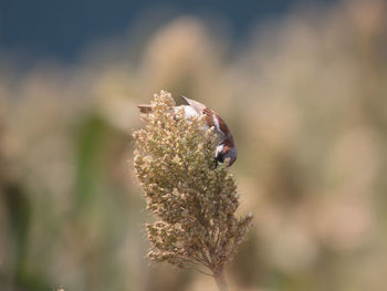 Close-up of bee pollinating on flower