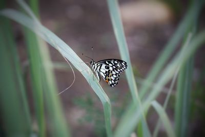 Close-up of butterfly on leaf