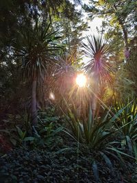 Low angle view of sunlight streaming through trees in forest