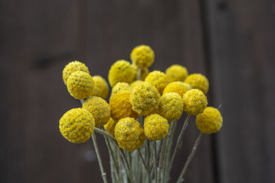 Close-up of yellow flowering plant