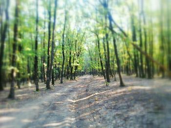 Trees in forest