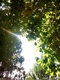 Low angle view of trees