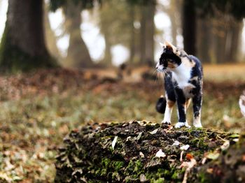 Cat standing in forest