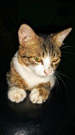 Close-up of a cat looking away