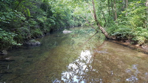 Reflection of trees in river