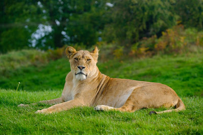 Lioness sitting on grassy field