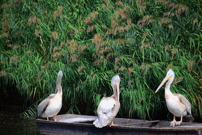 Flock of birds perching on grass