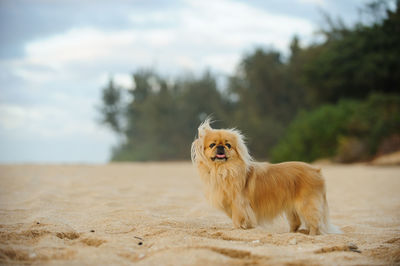 Portrait of dog against sky