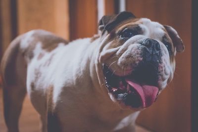 Close-up of a dog at home