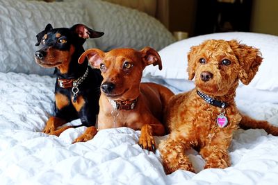 Portrait of three dogs