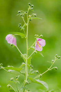 Close-up of pink flowering plant