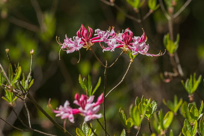 Close-up of pink flowering plant