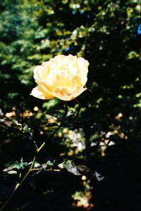 Close-up of rose flower