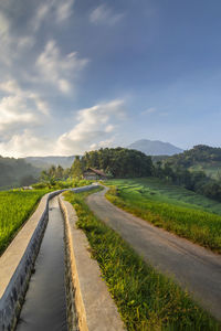Scenic view of rice field against sky with mountain background in the morning