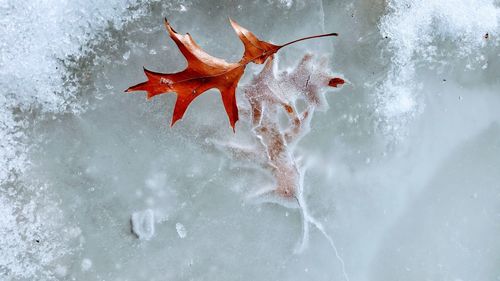 Close-up of maple leaf on sea during winter