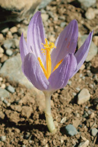 Close-up of purple crocus flower on field