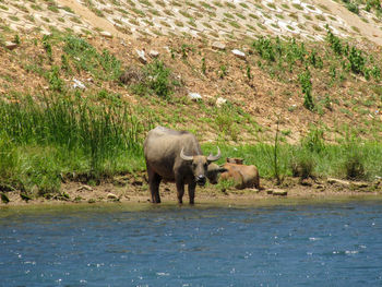 Some buffaloes are drinking water near the river