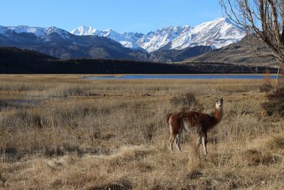 View of horses on landscape