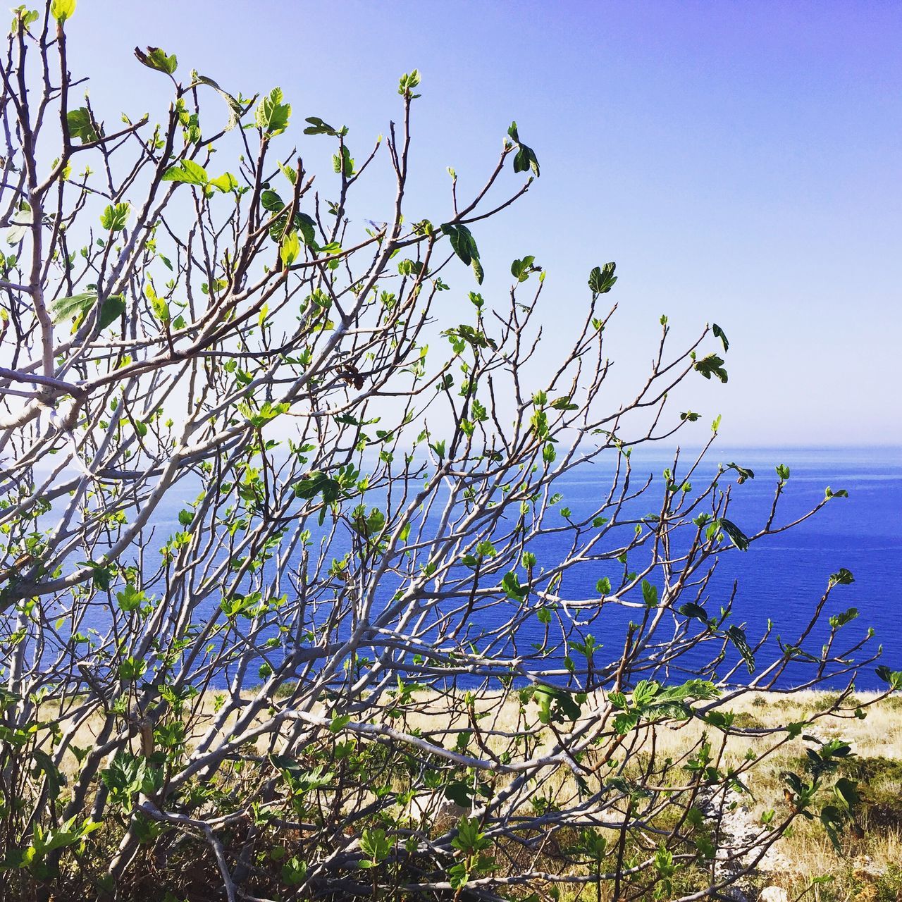horizon over water, sea, clear sky, water, blue, growth, nature, beauty in nature, tranquility, plant, tranquil scene, branch, scenics, sky, tree, growing, copy space, day, no people, outdoors