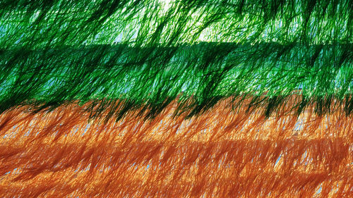 Full frame shot of multi colored feather on grass