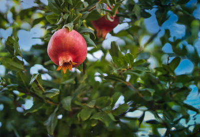 Low angle view of apple on tree