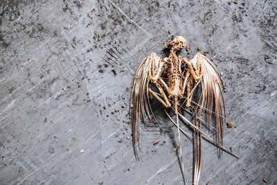 High angle view of dried plant on beach