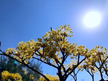 Low angle view of cherry blossom against clear sky