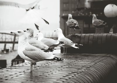 View of birds in flight