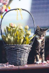 Close-up of cat outdoors