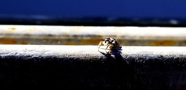 Close-up of fly