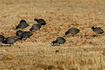 Coots on a field