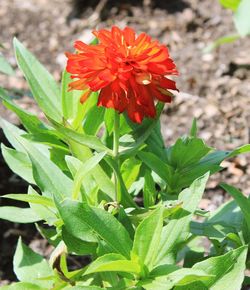 Close-up of red flowers