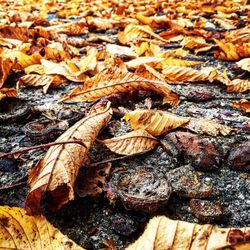 Full frame shot of dry autumn leaves