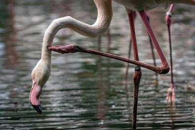 Close-up of bird