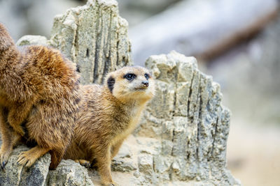 Cute and funny meerkats standing jumping and running around