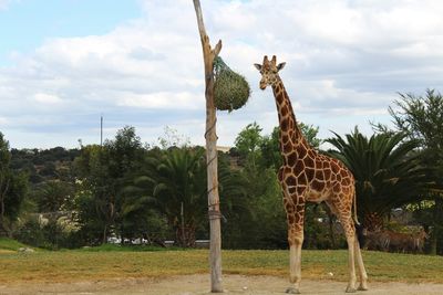 Giraffe standing by tree against sky