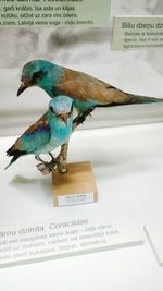 Close-up of a bird on book