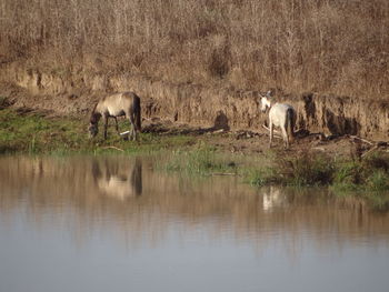 View of sheep drinking water