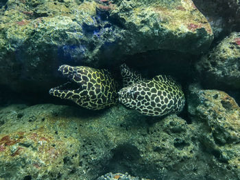 View of turtle in sea