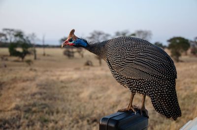 Close-up of a bird on field