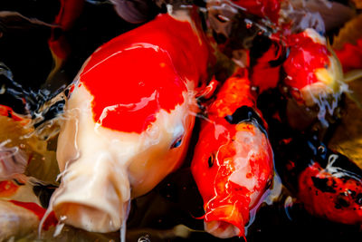 Close-up of fish swimming